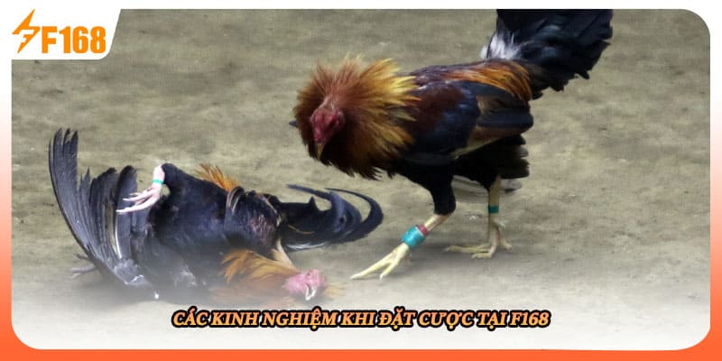 Các kinh nghiệm khi đặt cược tại F168