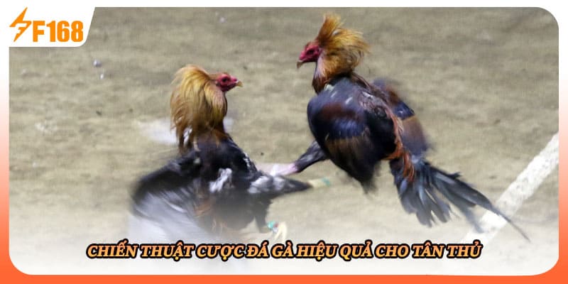 Chiến thuật cược đá gà hiệu quả cho tân thủ