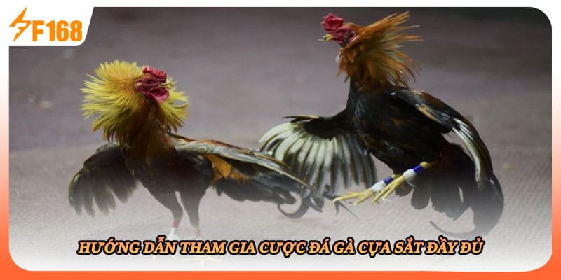 Hướng dẫn tham gia cược đá gà cựa sắt đầy đủ